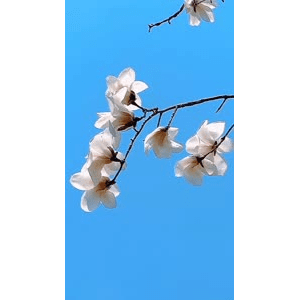旅行风景4366