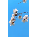 旅行风景4366