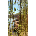 旅行风景4391