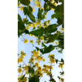 旅行风景4404