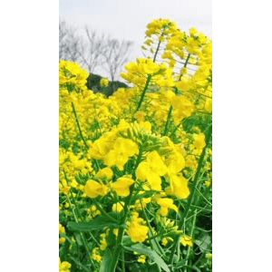 旅行风景4406