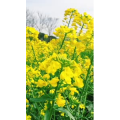 旅行风景4406