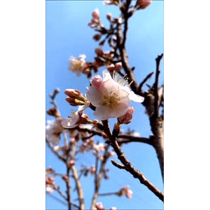 旅行风景4412