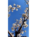旅行风景4446