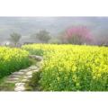 旅行风景4487