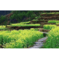 旅行风景4490