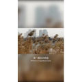 旅行风景4520