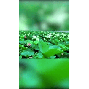 旅行风景4525