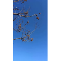 旅行风景4594