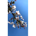 旅行风景4693