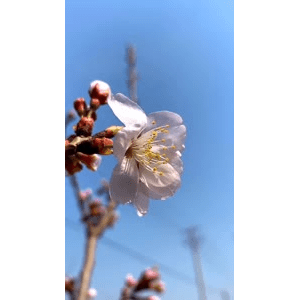 旅行风景4709