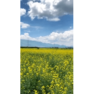 旅行风景4789