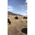 旅行风景4894