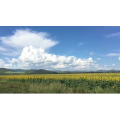 旅行风景4926