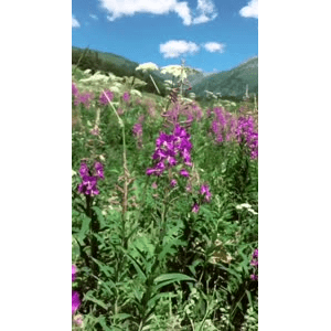 旅行风景4984