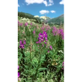旅行风景4984