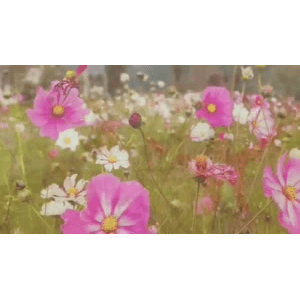 旅行风景5198