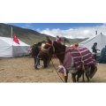 旅行风景5206
