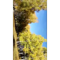 旅行风景5267