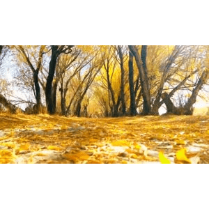 旅行风景5276