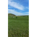 旅行风景5294