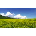 旅行风景5320