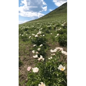 旅行风景5323