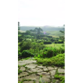 旅行风景5375
