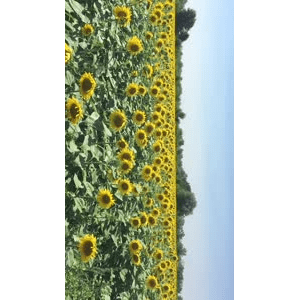 旅行风景5383