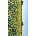 旅行风景5383