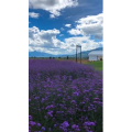 旅行风景5489