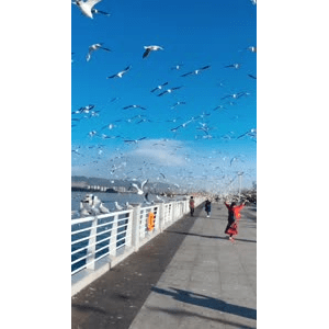 旅行风景5596