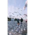 旅行风景5600