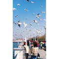 旅行风景5611