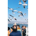 旅行风景5612