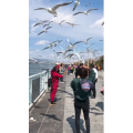 旅行风景5615