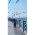 旅行风景5616