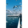 旅行风景5618