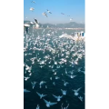 旅行风景5632