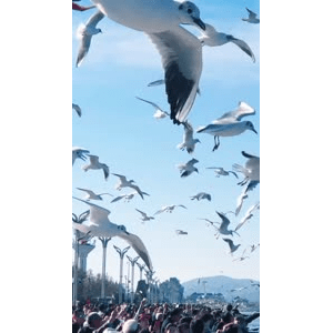 旅行风景5650
