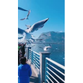 旅行风景5657