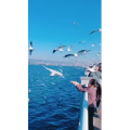 旅行风景5660