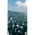旅行风景5664