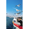 旅行风景5665