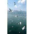 旅行风景5676