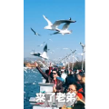 旅行风景5681