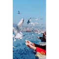 旅行风景5684