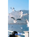 旅行风景5692