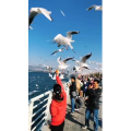 旅行风景5699