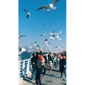 旅行风景5703